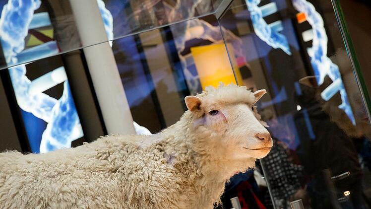 Die ausgestopfte Dolly ist heute im National Museum of Scotland in Edinburgh ausgestellt.