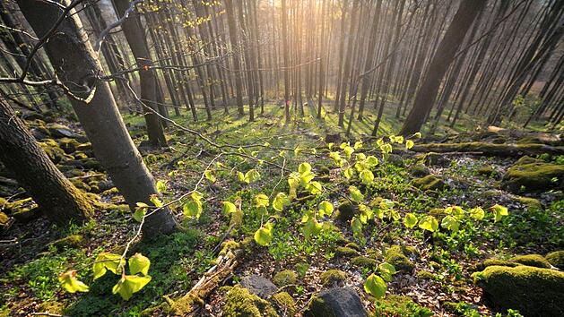 Bei einer Führung in der Rhön kann die Magie des Waldes hautnah erlebt werden.