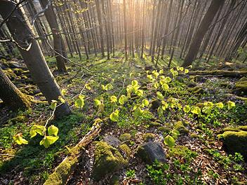 Bei einer Führung in der Rhön kann die Magie des Waldes hautnah erlebt werden.