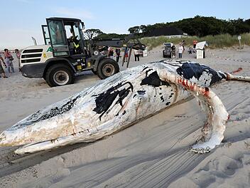 Vor der Ostseek&uuml;ste machten Einheimische einen erschreckenden Fund: Ein toter Wal trieb im Wasser. DLRG und Feuerwehr bargen das Tier.  Foto: Bernd W&uuml;stneck / dpa