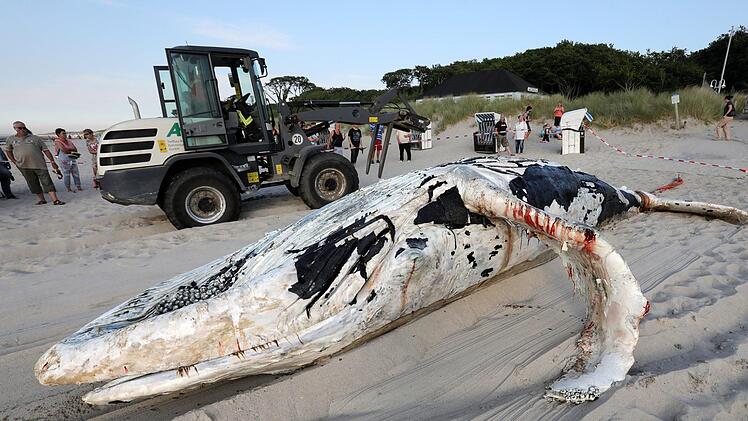 Vor der Ostseek&uuml;ste machten Einheimische einen erschreckenden Fund: Ein toter Wal trieb im Wasser. DLRG und Feuerwehr bargen das Tier.  Foto: Bernd W&uuml;stneck / dpa