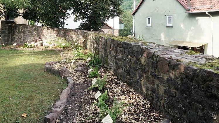 Schattig und feucht lieben es die meisten der Farnarten. Im Zeitlofser Kirchgarten mit der alten Steinmauer finden sie gute Bedingungen zu wachsen. Foto: Julia Raab