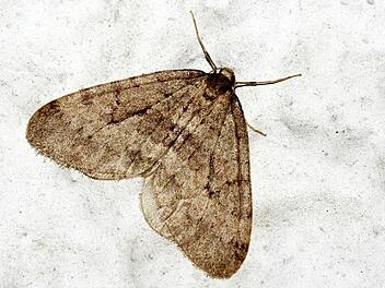 Das Foto zeigt einen Frostspanner, eine Falterart, die oft erst vom Herbst bis Ende Dezember durch die Gegend fliegt. Foto: Naturschutzbund Deutschland NABU e.V.
