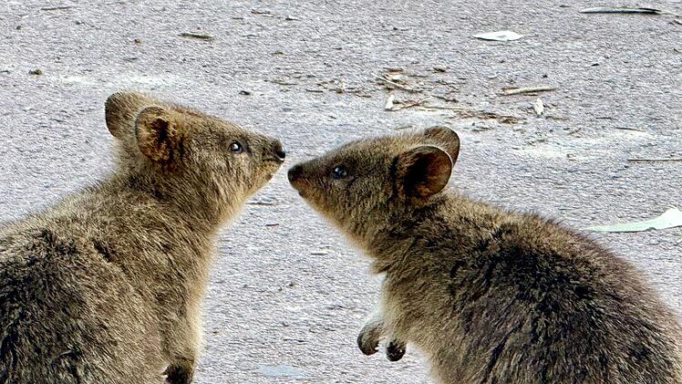 Quokkas auf Rottnest Island