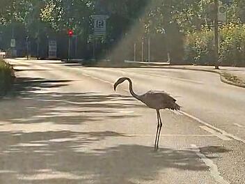 Flamingo l&auml;uft durch Bayreuth - Polizei und Stadt zu kuriosem Vorfall