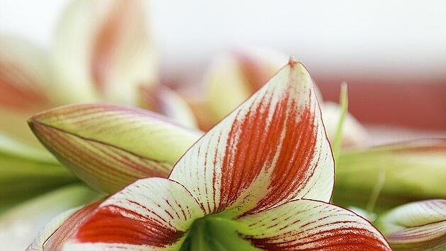Farbenfrohe Sch&ouml;nheit: Unter idealen Bedingungen hast du viele Jahre Freude an einer Amaryllis.