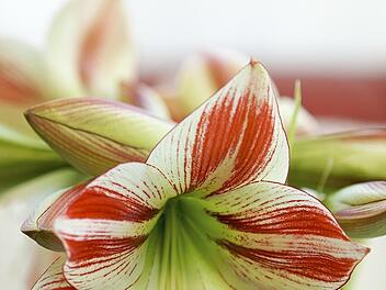 Farbenfrohe Sch&ouml;nheit: Unter idealen Bedingungen hast du viele Jahre Freude an einer Amaryllis.