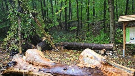 Die "Feenweld Waldrebe". Ein Tipi aus Baumwurzeln und Waldrebe soll hier den Forscher- und Abenteuergeist der Kinder wecken. Foto: Harald Rieger