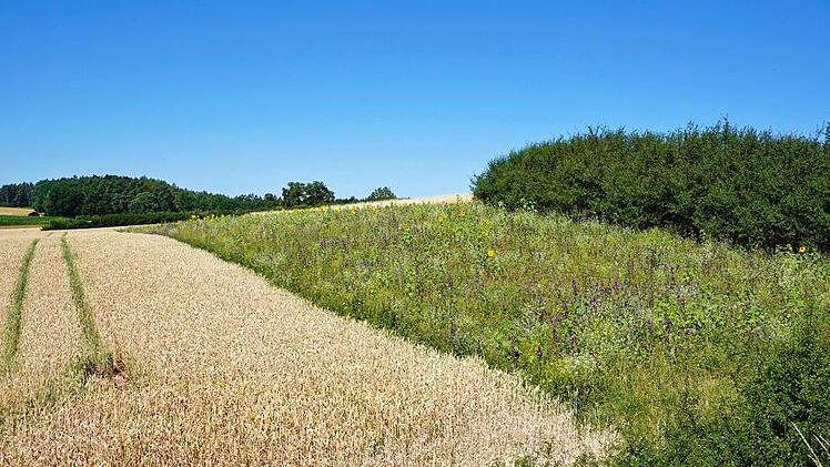 Eine der neuen Blühflächen bei Lettenreuth. Foto: Ökologische Bildungsstätte