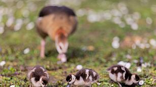 Nilg&auml;nse mit K&uuml;ken