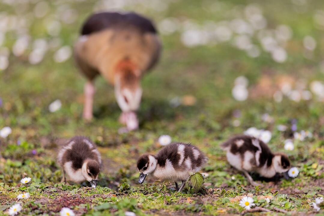 Nilg&auml;nse mit K&uuml;ken