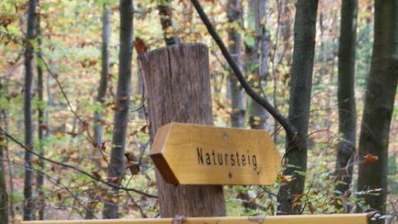 Auch Gefahren gehören zum Wald.
