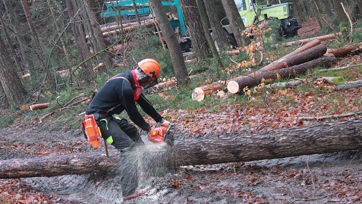 Matthias Schmidt schneidet den Baum zurecht.