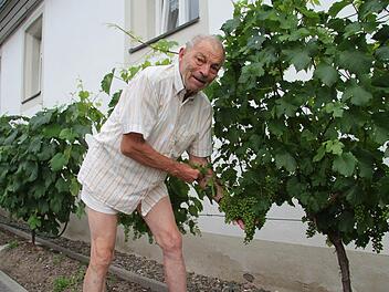 Walter Knell (78) ist der Weinexperte im Obst- und Gartenbauverein und hat in Rheinhessen viele Jahre Erfahrungen gesammelt: Und er bringt auch in Kronach die Rebstöcke dazu, üppig zu tragen. Der Trick: Die Reben stehen im Schutz der Hauswand - und die Wand strahlt Wärme ab.  Foto: Sonja Adam