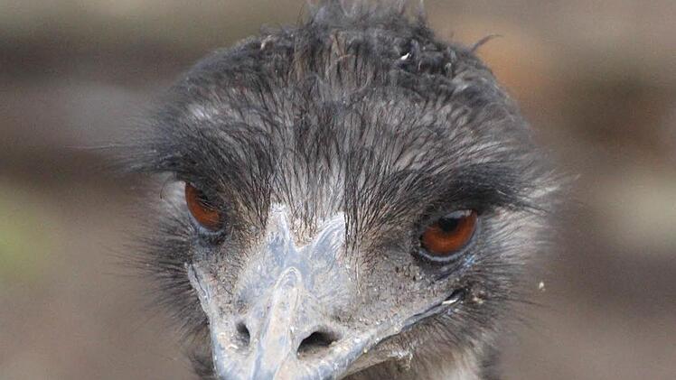 Schau' mir in die Augen, Kleines: Emu-Dame Elke-Christa fixiert ihr Gegenüber.