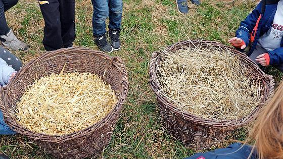 Erstklässler aus Ebermannstadt untersuchen die Eigenschaften von Heu und Stroh.