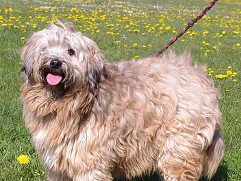Das ist Quincy. Foto: Tierheim Kronach