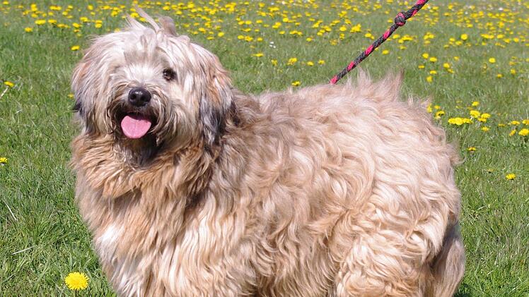 Das ist Quincy. Foto: Tierheim Kronach