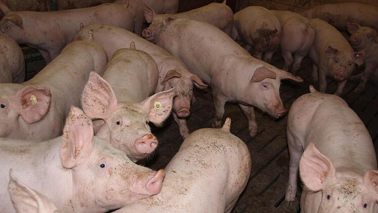 Im Schweinemaststall