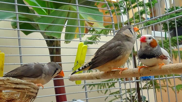 Ein Hund sowie 25 Vögel wurden aus einem Haus gerettet. Die Tiere waren in einem verwahrlosten Zustand. Foto: Tierheim Hof