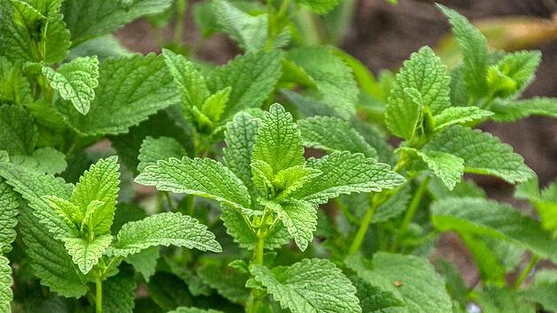 Die pflegeleichte Zitronenmelisse kannst auch du im Garten, auf dem Balkon oder in der Wohnung anpflanzen.