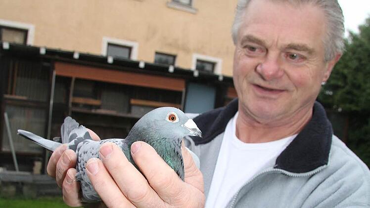 Siegertaube 1682 sorgt bei Brieftaubenzüchter Josef Birkel für einen wahren Goldregen: Sie ist schnell und hat bei vielen Wettbewerben den ersten Platz belegt. Foto: Sonja Adam