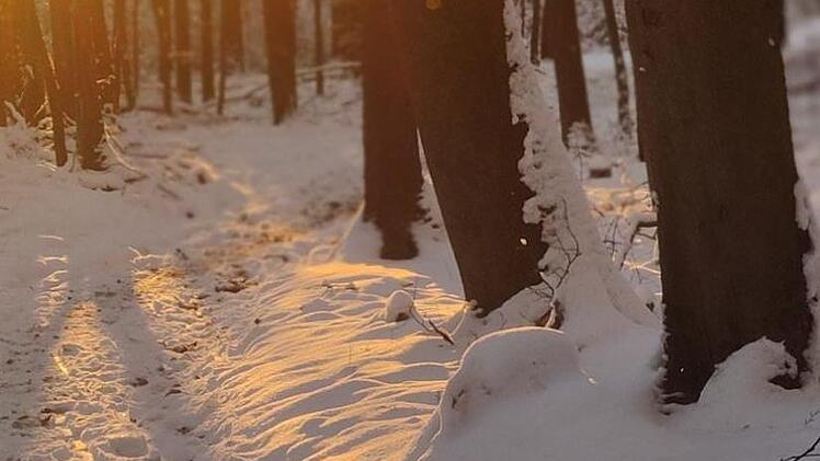 Egal ob im Winter oder im Sommer, vorbeugend oder in akuten Krankheitsphasen: Der Wald hat eine heilende Wirkung. Das ist wissenschaftlich erwiesen.