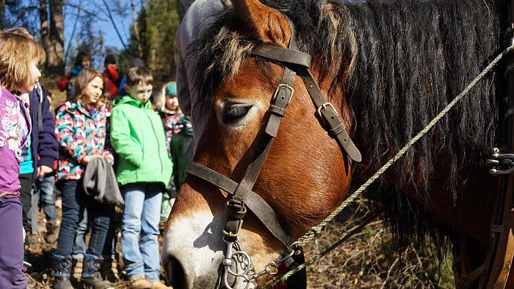 Pferd IgorFoto: Arkadius Guzy