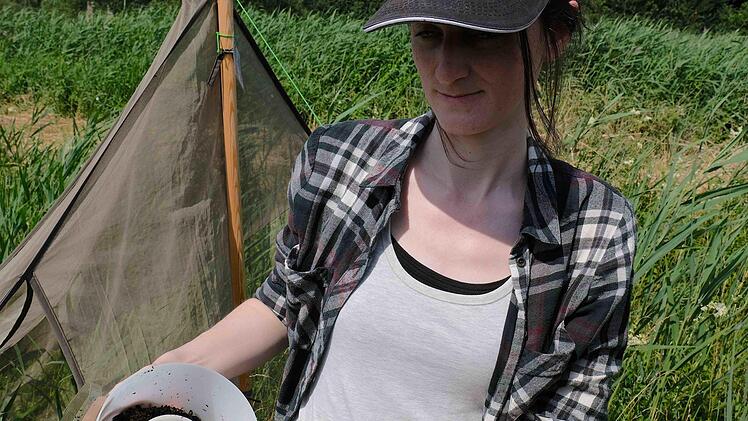 Maud Vogel vom Institut für Biodiversität-Information kontrolliert regelmäßig die Messstationen und leert die Behälter, die im Diebacher Schilf Aufschluss über die Artenvielfalt und Vorkommen von Insekten geben soll.Gerd Schaar