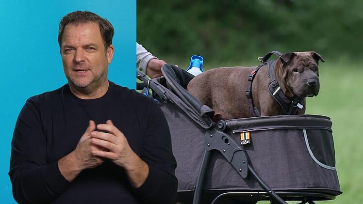Martin Rütter sucht nach einem neuen Zuhause für Jessi, die nicht mehr so gut zu Fuß ist.