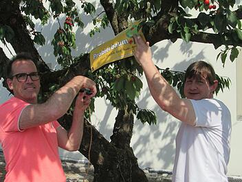 Bürgermeister René Gerner (links) und Allianz-Manger Holger Becker (rechts) markieren die Wildkirsche als Probierbaum, von dem jeder naschen darf.