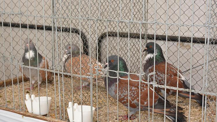 Diesmal gab es nur Geflügel bei der Tierschau der Kleintierzüchter Münnerstadt zu sehen. Foto: Björn Hein