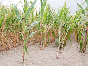Der Polizeiinspektion Gerolzhofen liegen bereits elf Fälle versuchten oder vollendeten Sabotage vor. Symbolfoto: Julian Stratenschulte/dpa
