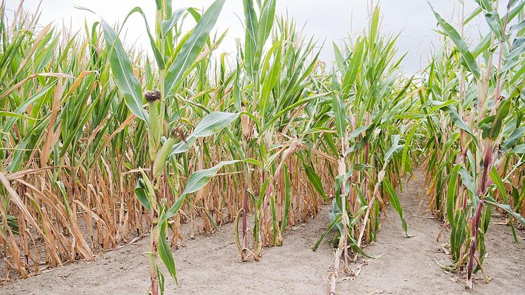 Der Polizeiinspektion Gerolzhofen liegen bereits elf Fälle versuchten oder vollendeten Sabotage vor. Symbolfoto: Julian Stratenschulte/dpa