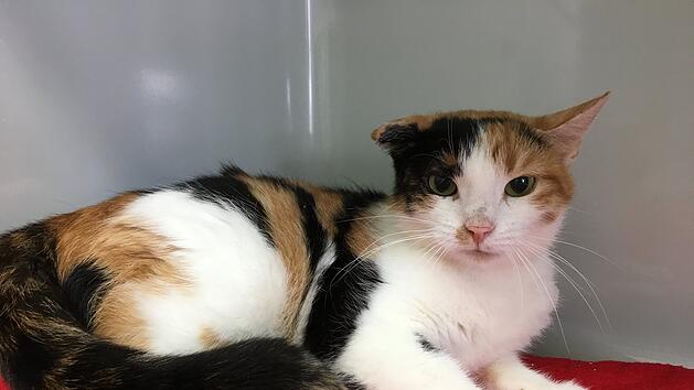Katze "Ria" wartet im Tierheim Bamberg auf Zuhause