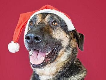 Ein Weihnachtsgruß aus dem Tierheim ...  Foto: Tierheim Kronach
