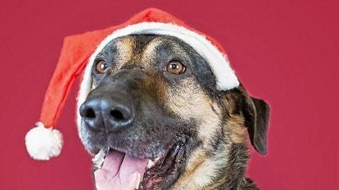 Ein Weihnachtsgruß aus dem Tierheim ...  Foto: Tierheim Kronach