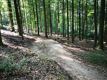Der Flowtrail Burgsinn befindet sich immer noch in der Entstehungsphase. Im Herbst und Winter wollen die Burgsinner Mountainbiker die Piste mit Hindernissen fertigstellen.  Foto: Tosten Auth
