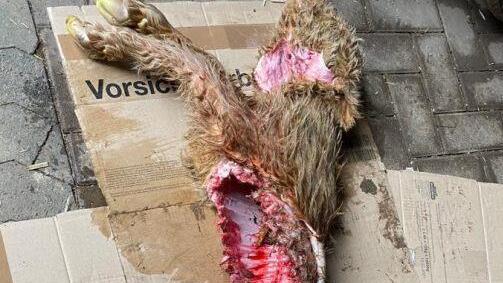 Die &Uuml;berrisse des halb aufgefressenen Kalbes vom Bernbrunn. Foto: Jochen Schick