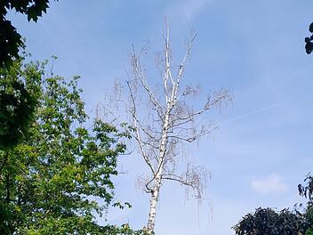 Baumarbeiten am Landesgartenschauweg: Teilstück wird voll gesperrt Baumarbeiten am Landesgartenschauweg: Teilstück wird voll gesperrt