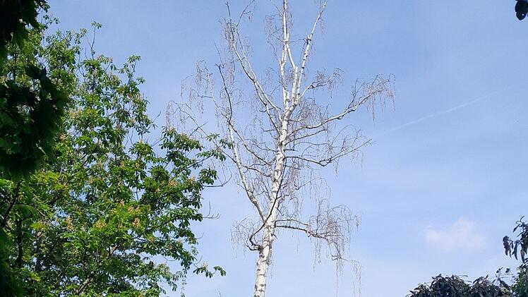 Baumarbeiten am Landesgartenschauweg: Teilstück wird voll gesperrt