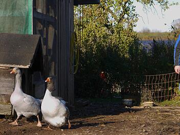 Ab in den Stall: Hannes Porzelt kann die Ausbreitung der Vogelgrippe relativ gelassen sehen - schließlich hat er auf dem Gut Merkendorf die Möglichkeit, die Hühner und Gänse in einem Stall unterzubringen. Foto: Berthold Köhler