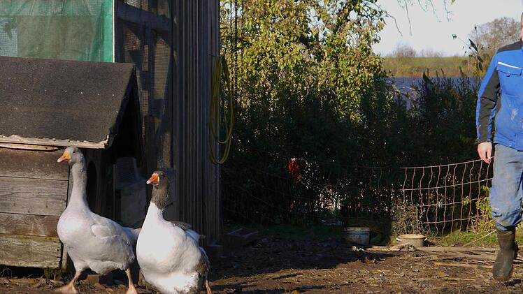 Ab in den Stall: Hannes Porzelt kann die Ausbreitung der Vogelgrippe relativ gelassen sehen - schließlich hat er auf dem Gut Merkendorf die Möglichkeit, die Hühner und Gänse in einem Stall unterzubringen. Foto: Berthold Köhler