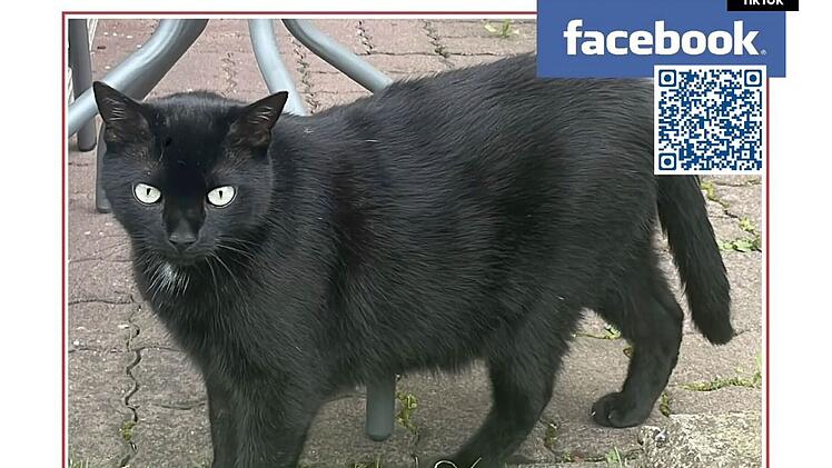 Hesse sucht in Erlangen verzweifelt nach Kater - dann ruft Ordnungsamt an