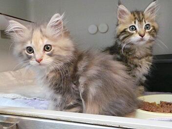 Diese beiden Langhaar-Katzenbabys wurden in einem Karton ausgesetzt. Foto: Tierheim Kulmbach