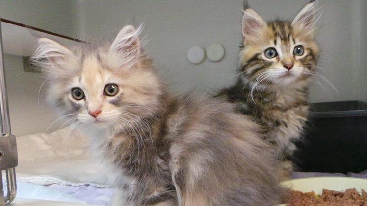Diese beiden Langhaar-Katzenbabys wurden in einem Karton ausgesetzt. Foto: Tierheim Kulmbach