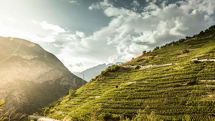 Der Weinberg bei Visperterminen ist der höchstgelegenste in Europa.