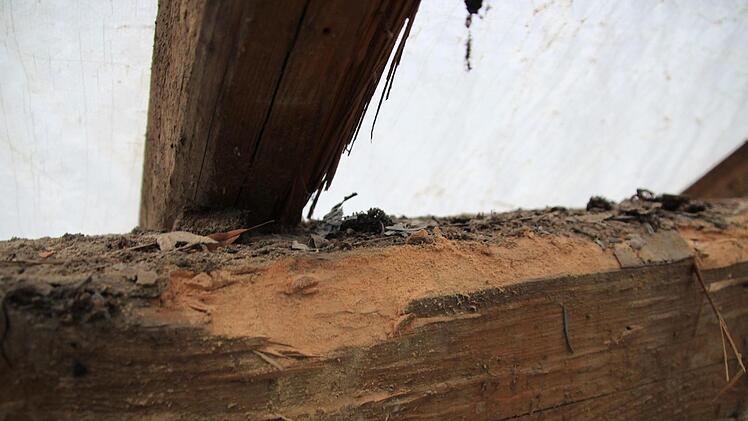 An vielen Stellen ist das Holz stark angegriffen. Fotos: Tobias Kindermann