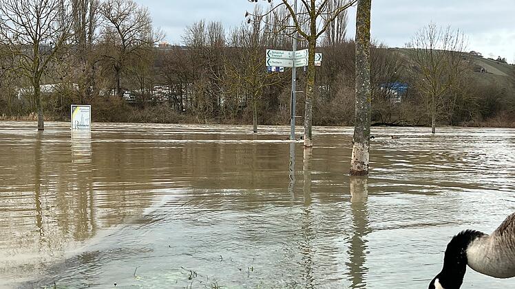 Randersacker: Hochwasser flutet beliebte "Mainlände" - Feuerwehrkommandant erklärt Situation