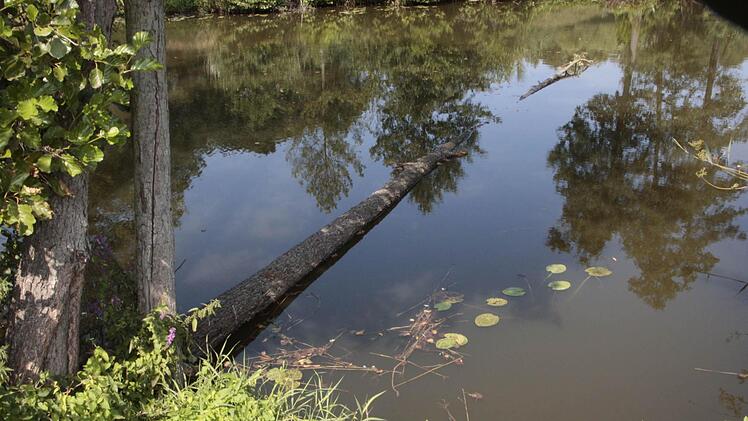 Diesen Baum wollte der Landwirt aus dem Wasser ziehen. Foto: Josef Hofbauer